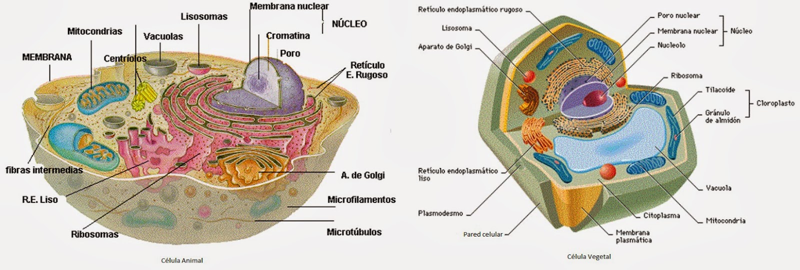 Partes de una celula vegetal